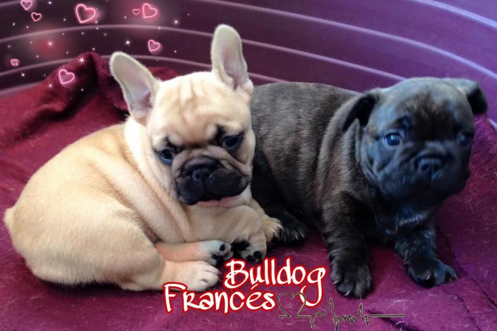 Bulldog Francés Machos y Hembras Cachorros
