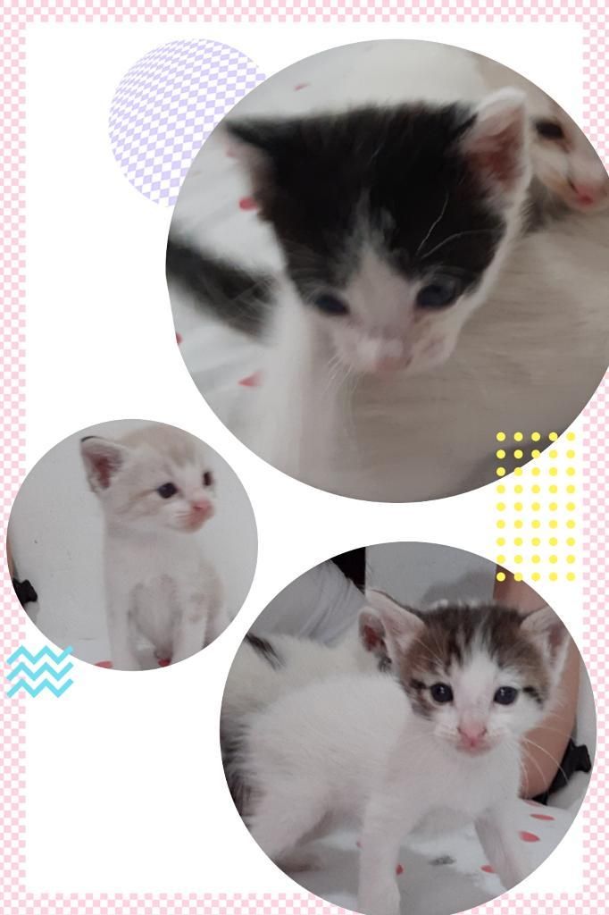 Buscan Un Hogar