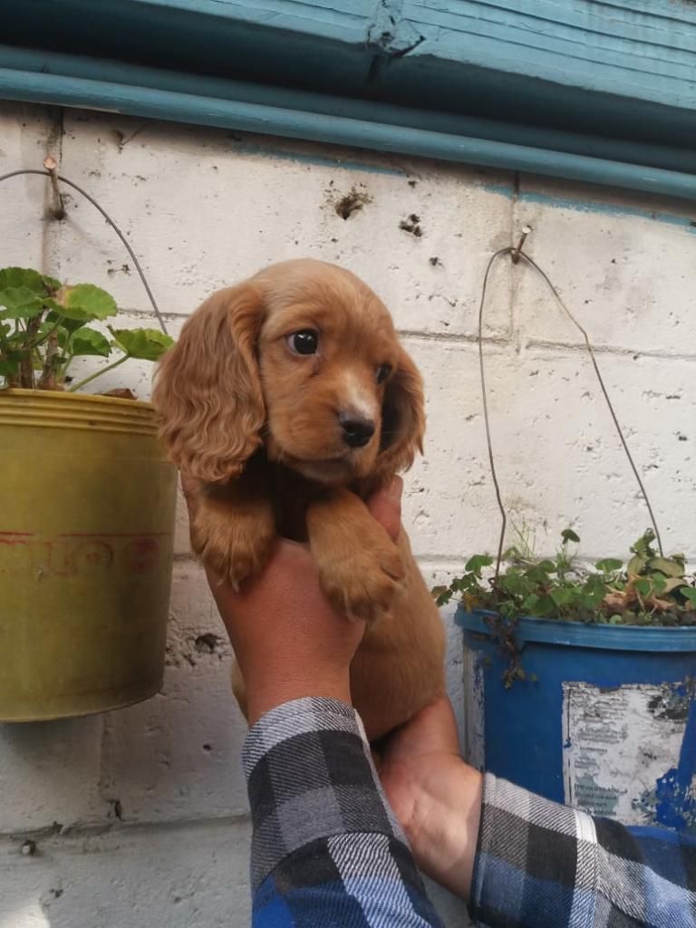 Cachorros Cocker Spaniel