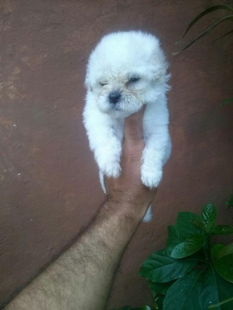 Cachorros Minitoy Matty Y Sasha