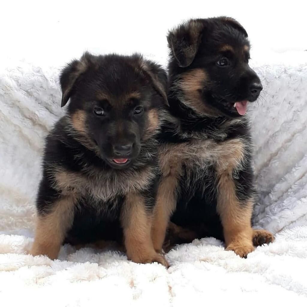 Cachorros Pastor Alemán