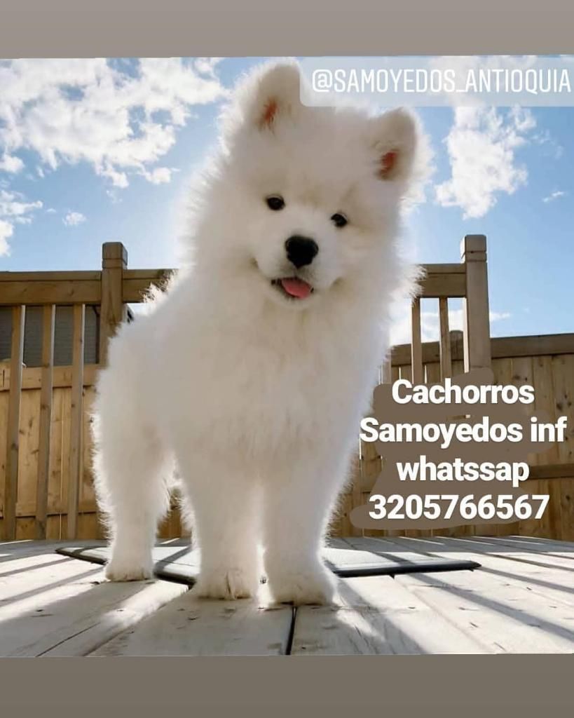 Cachorros Samoyedos