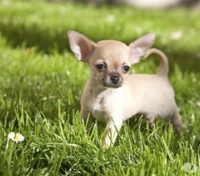 Chihuahua Cachorros Disponibles Hermosos