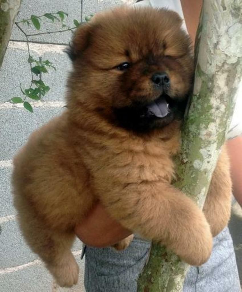 Chow Chow