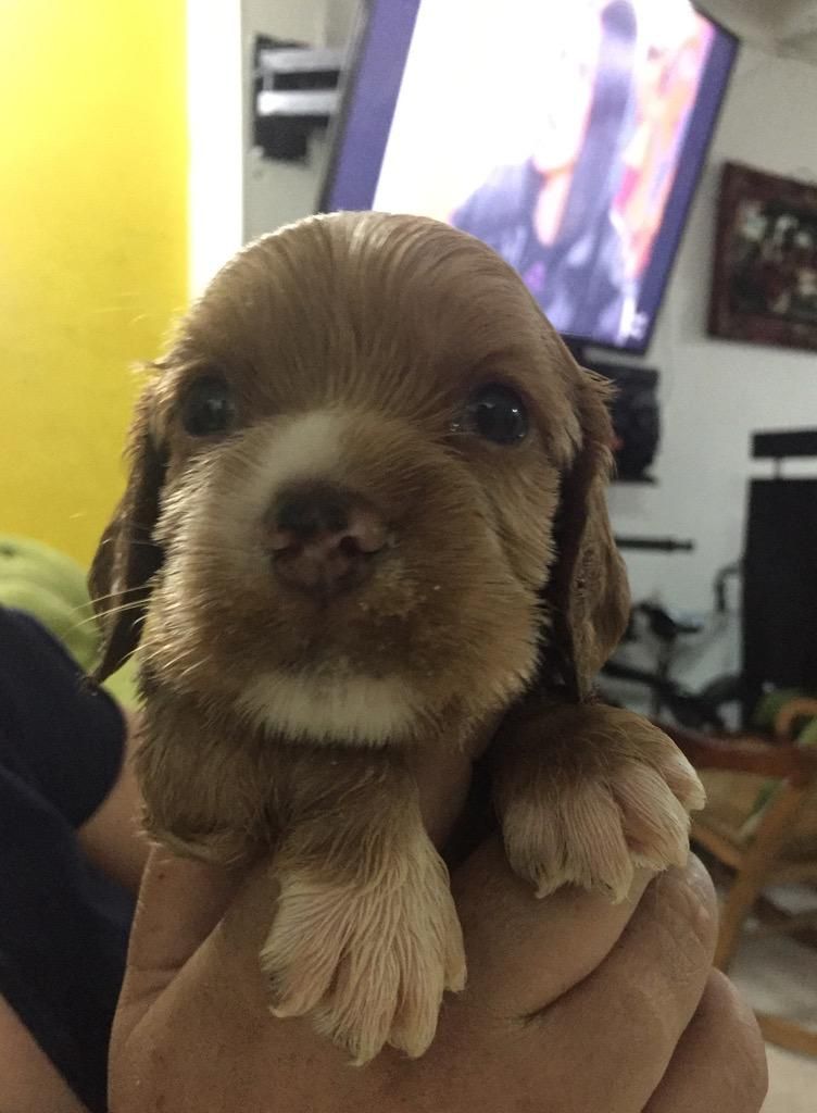 Cocker Spaniel -Macho. Ubicado en Cali