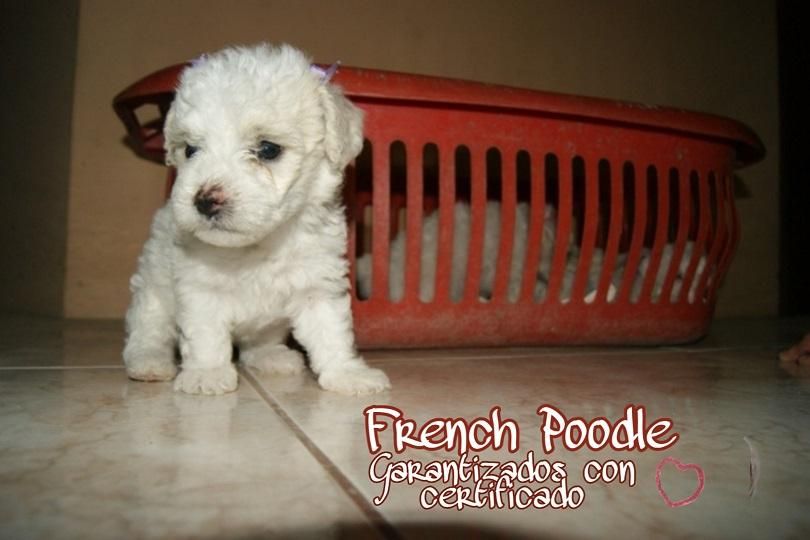 Disponibles French Poodle Mini Toy Cachorros
