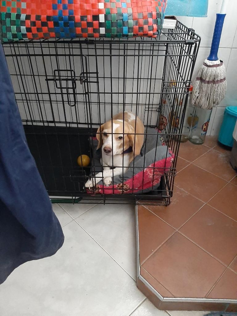 Doy en Adopcion Perrita Beagle
