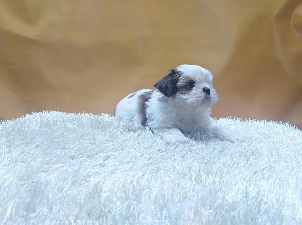 *EN VENTA SHIH TZU TRI COLOR *