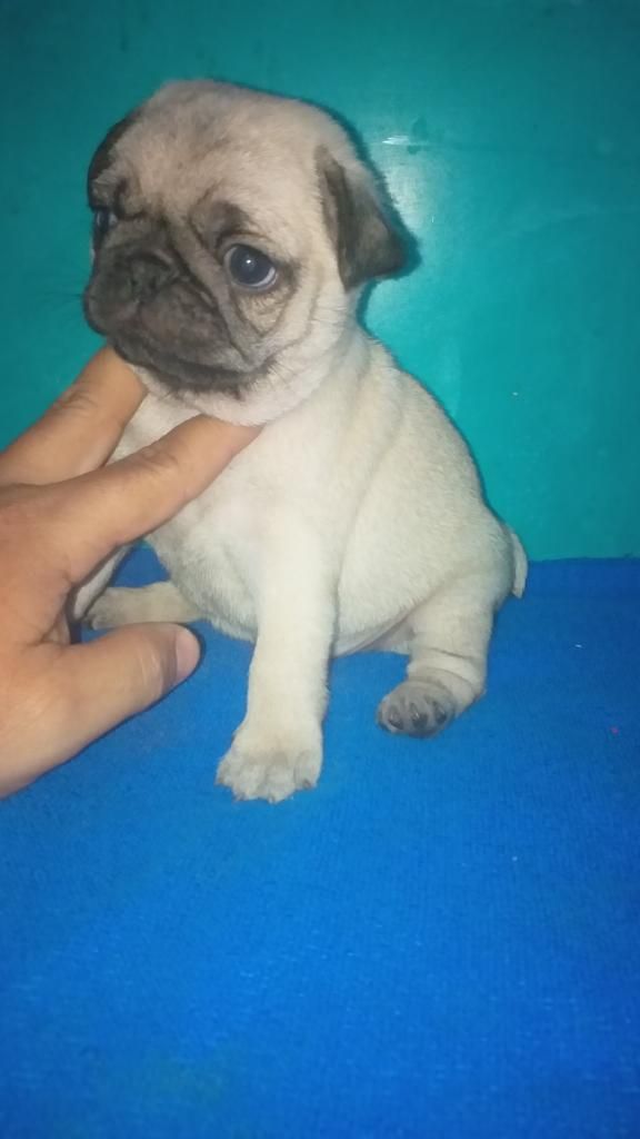 Entusiasmada Pug Muy Divina