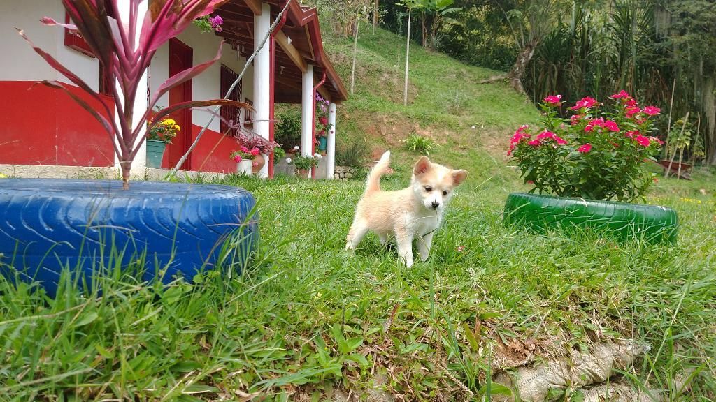 Espectaculares Cachorros Pomsky