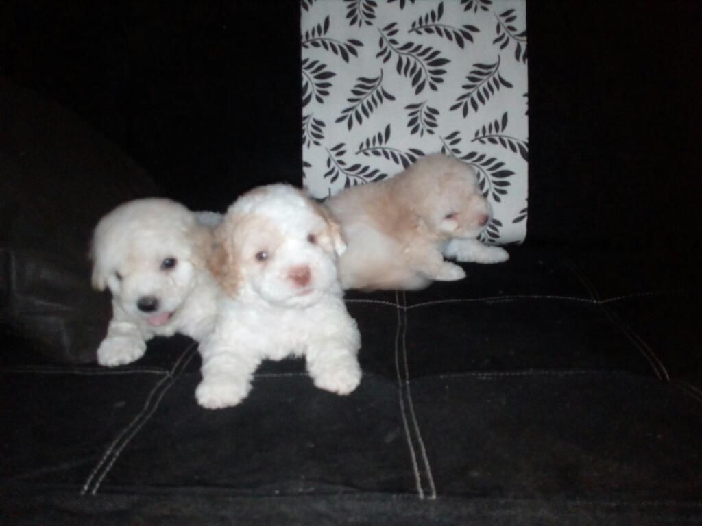 French Poodle Tipo Mini Toy Disponibles