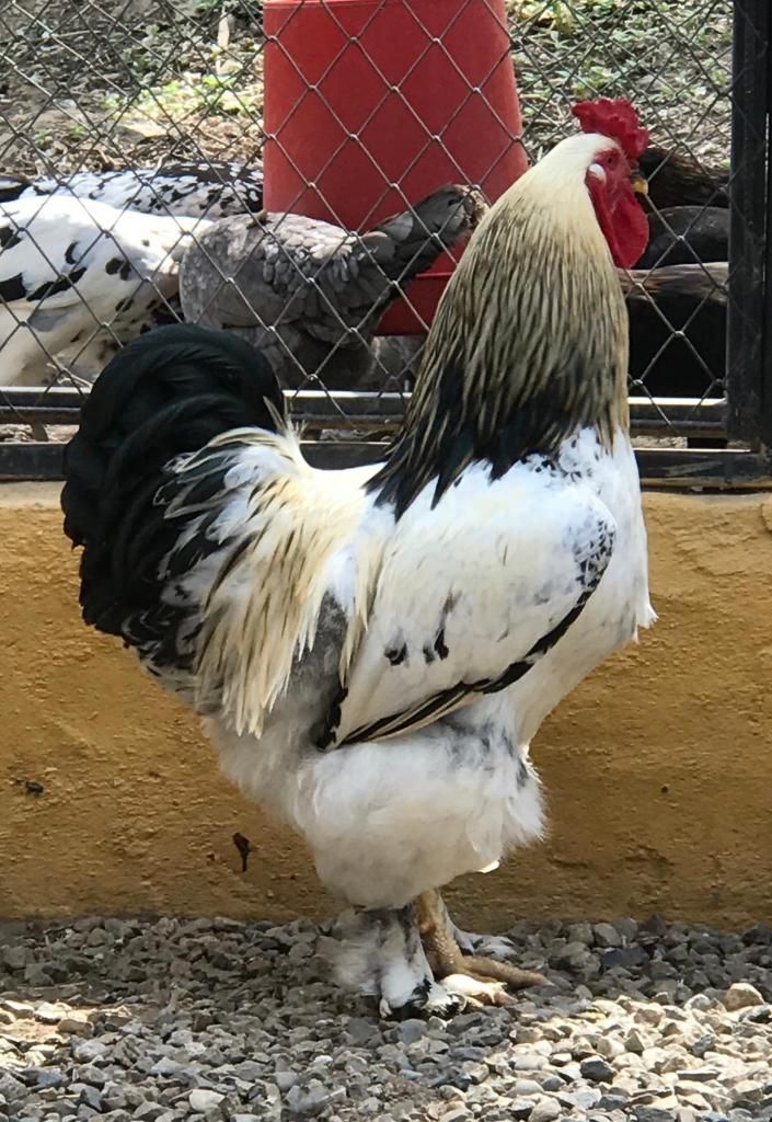 Gallinas Brahmn garantizamos pureza