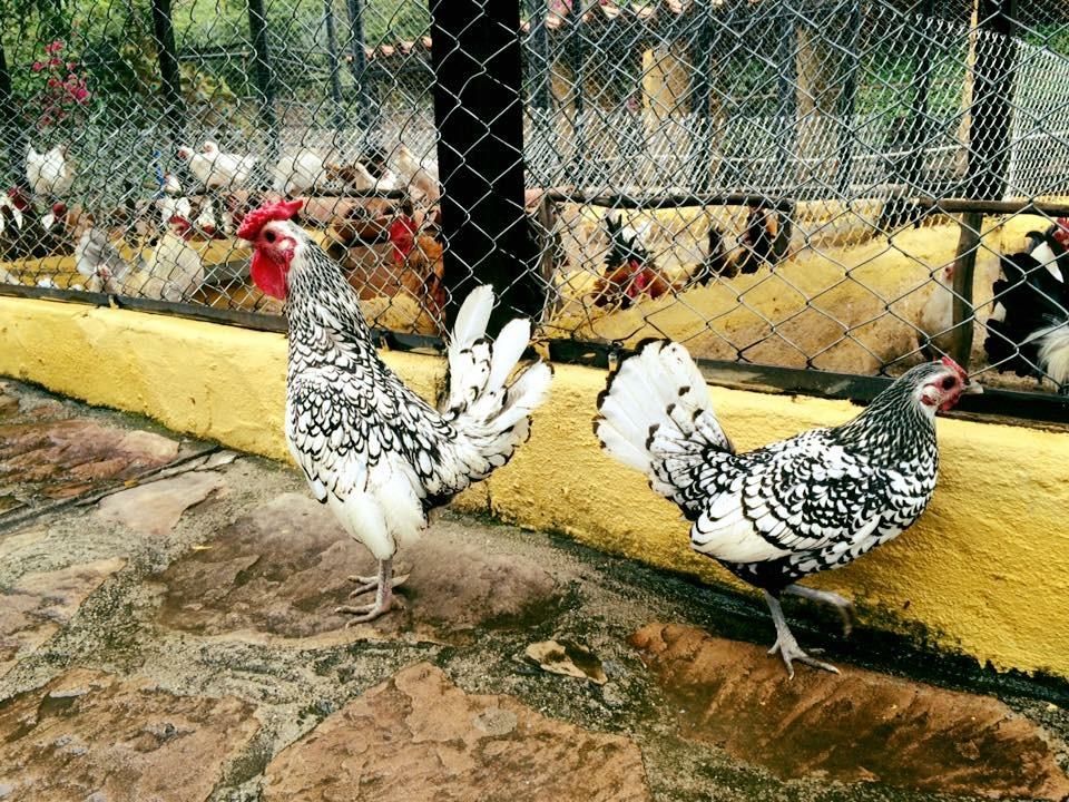 Gallinas Sebright Plata garantizamos pureza