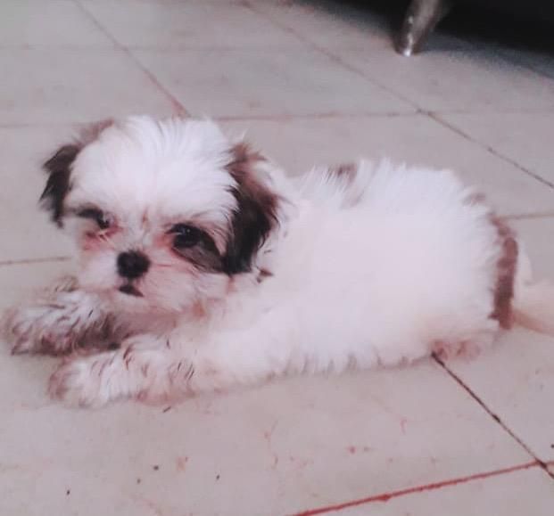 Hermosa Cachorrota Shih Tzu