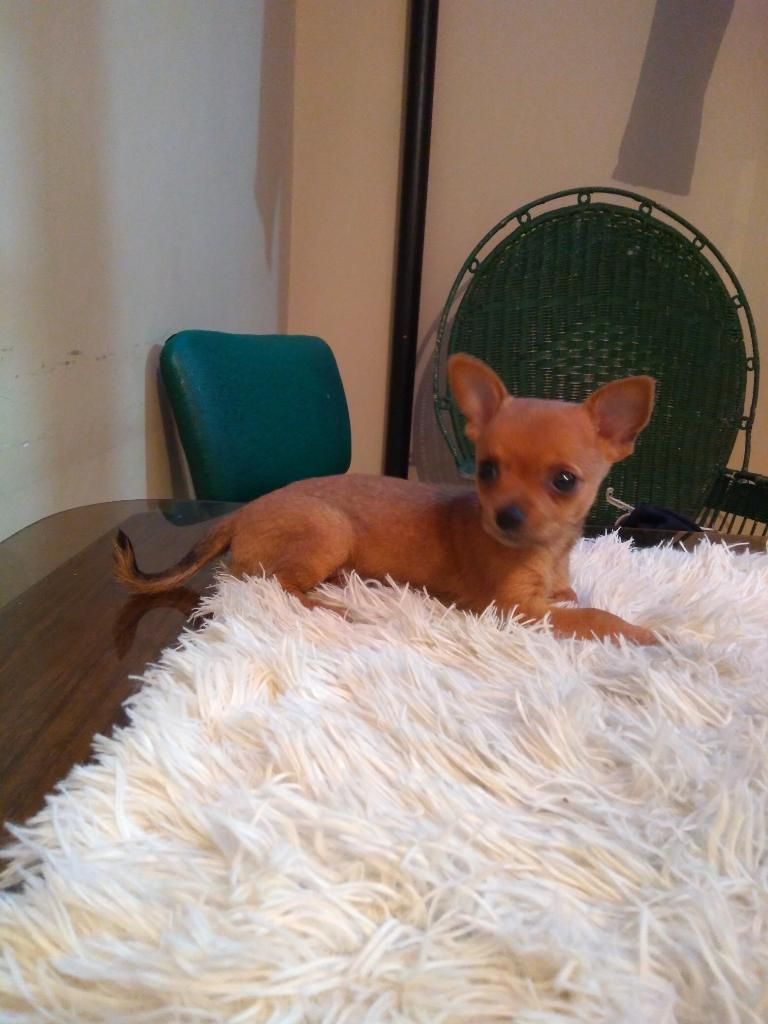 Hermosa Chihuahua Hembra Caramelo