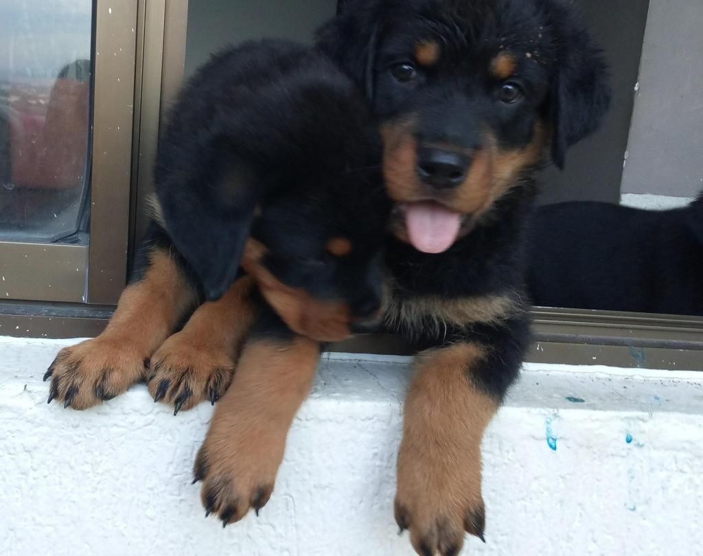 Hermosas ROTTWEILER