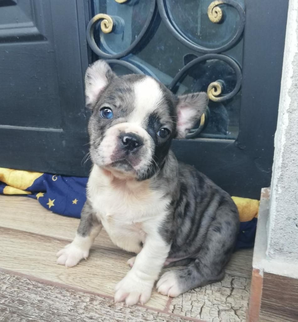 Hermosos Bulldog Frances Blue Merle