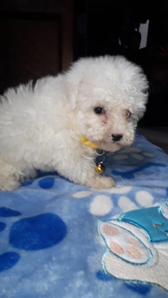 Hermosos French Poodle Mini Toy