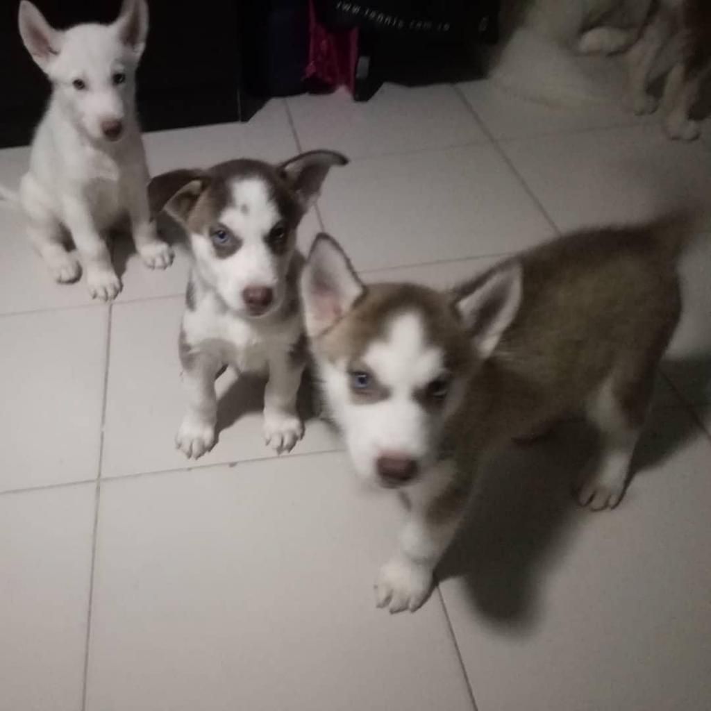 Husky 2 meses vacunados Tel 