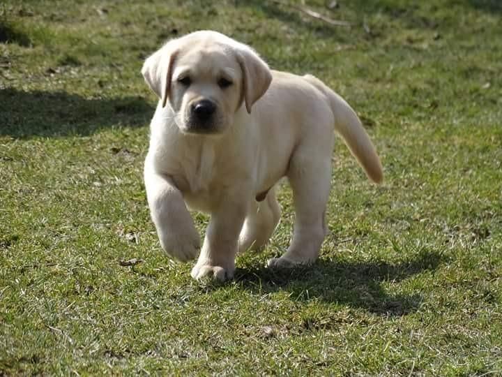 *LINDOS LABRADOR DORADO EN VENTA *