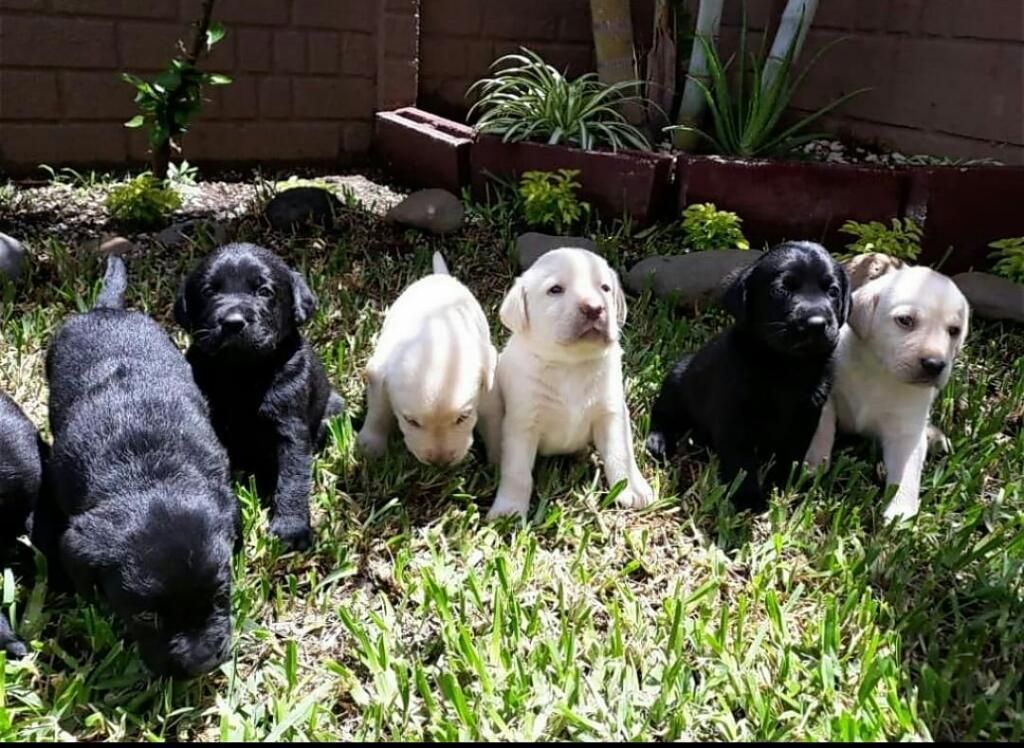 Labradores