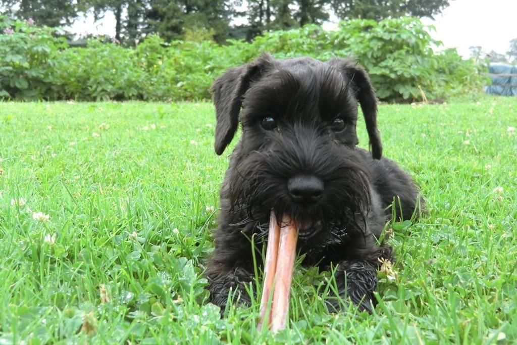 MINI SCHNAUCER NEGRITA HEMBRA