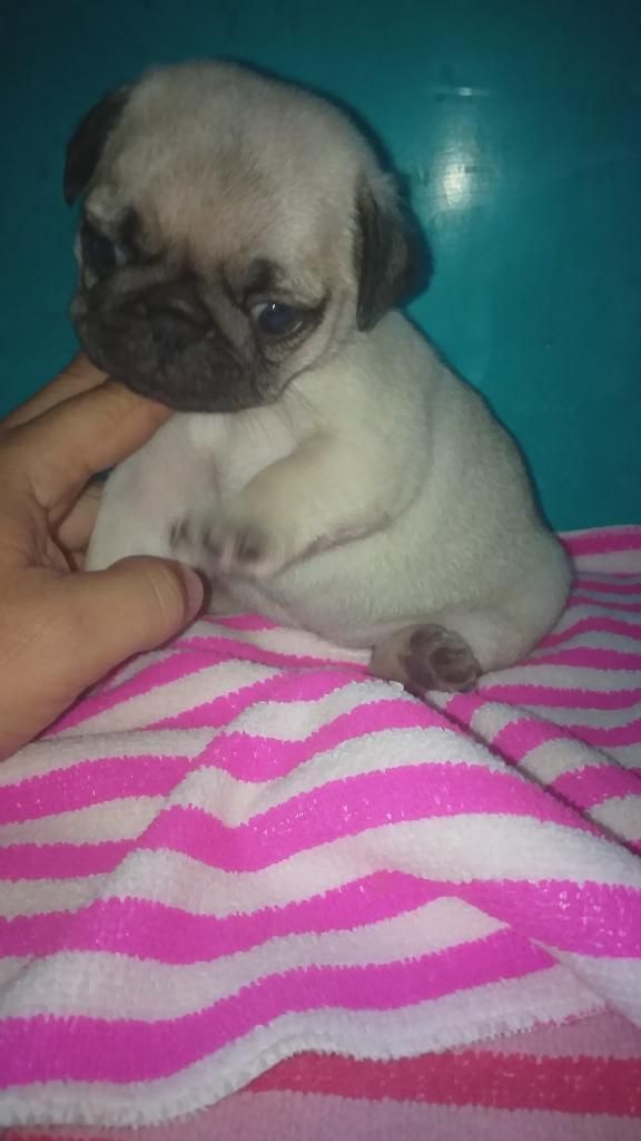 Mas Belleza para Donde Pug Einigualable