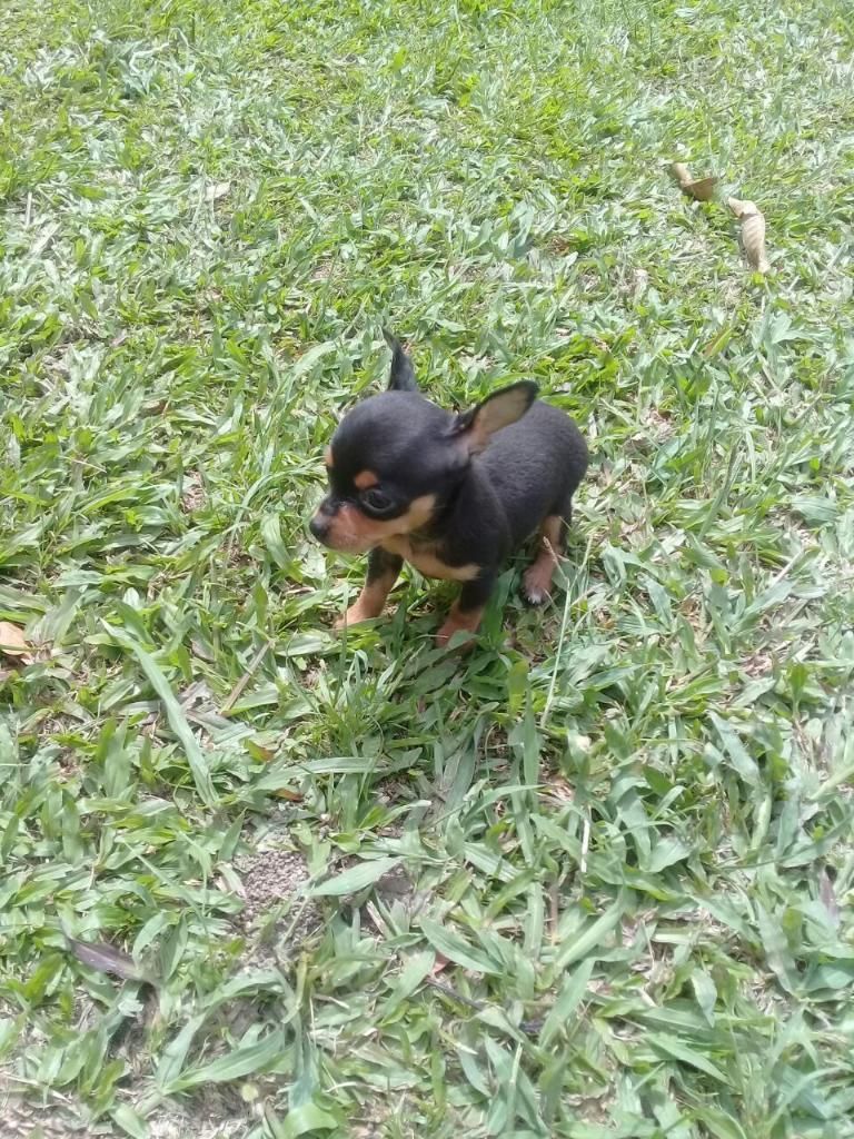 Mini Pincher