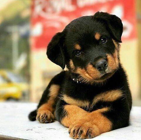 *PET SHOP VENDE ROTTWEILER *