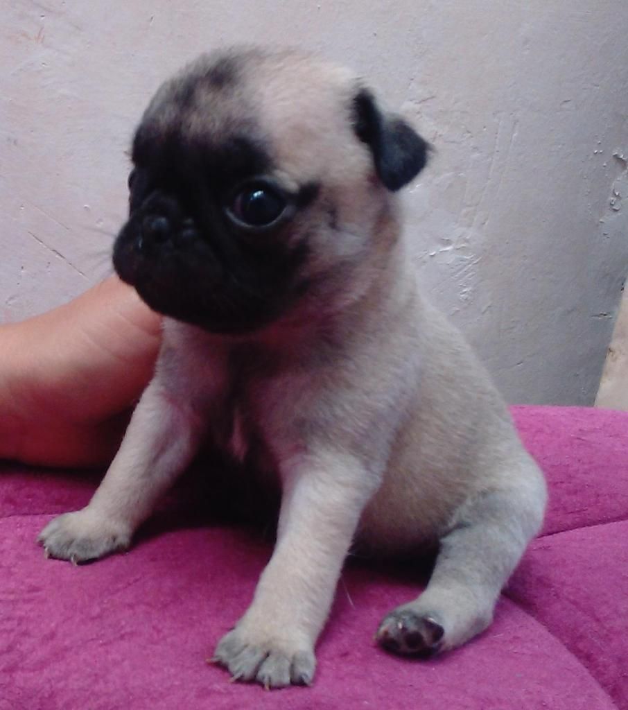 Pug cachorro