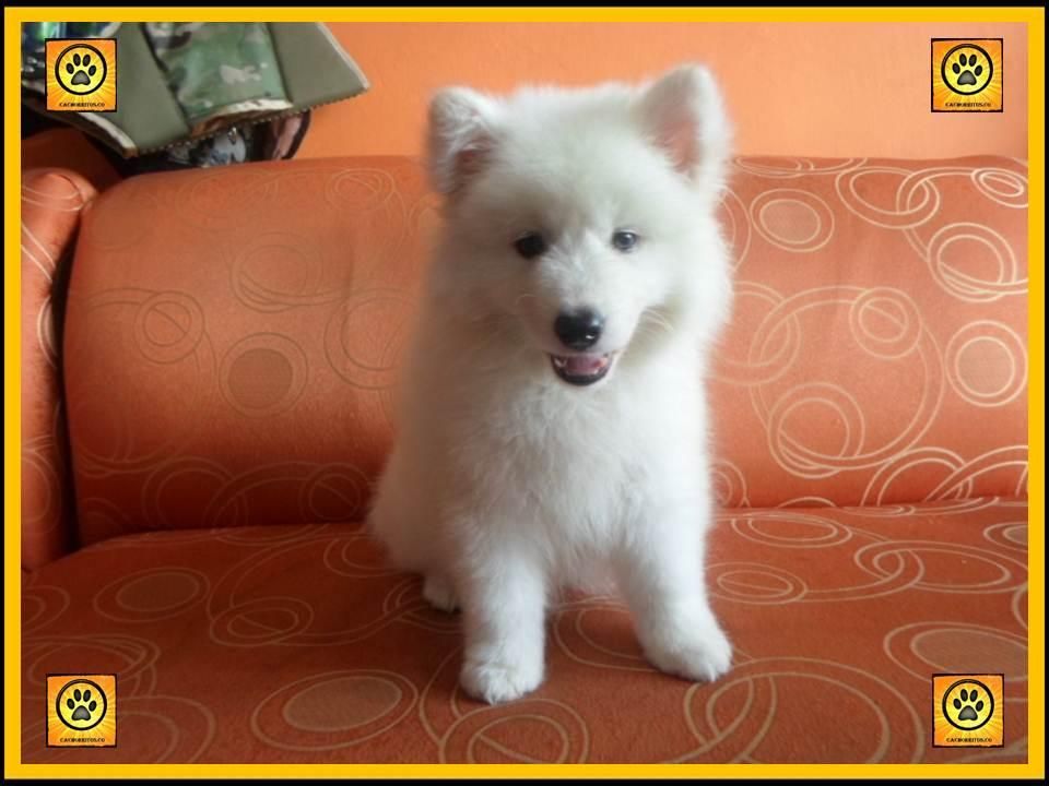 SAMOYEDOS DISPONIBLES EN MACHO Y HEMBRA. RAZA GARANTIZADA.