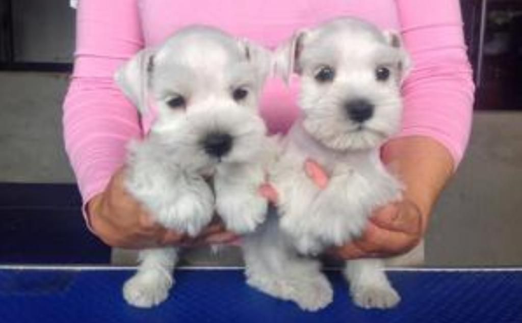 Schnauzer Minitoys