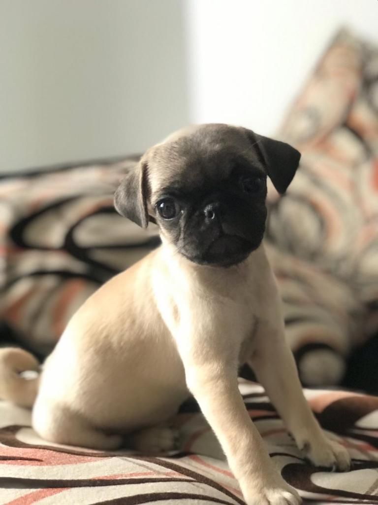 Se Vende Pug