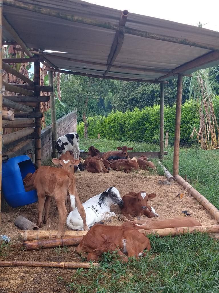 Vacas Y Terneras