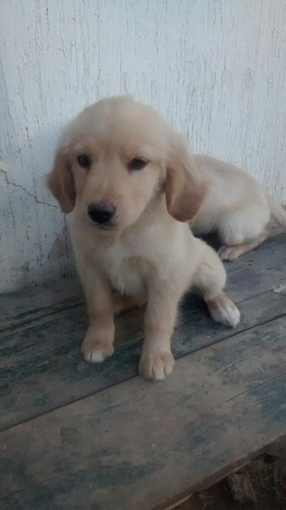 Vendo Cachorra Labradora