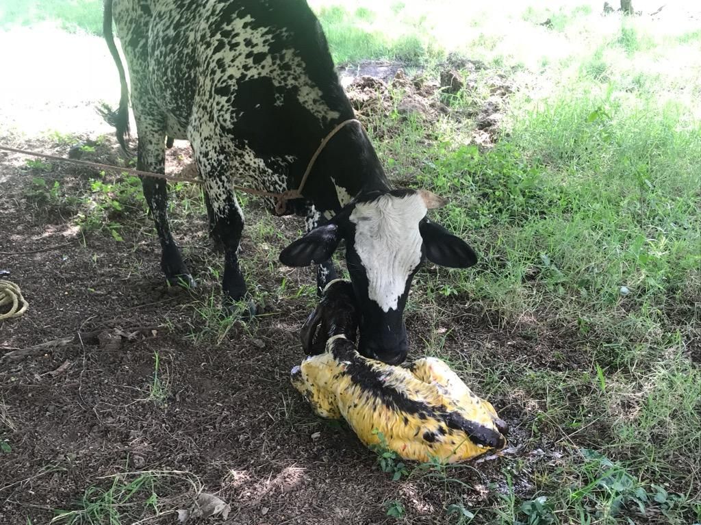 Venta de Ganado (Vacas Y Terneros)