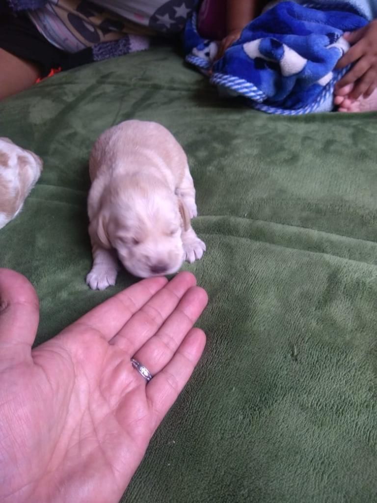 Venta de Hermosos Cachorros Coker