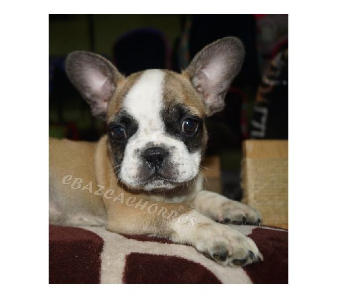 cachorros bulldog francés machitos rojos pied fawn ANIMATE