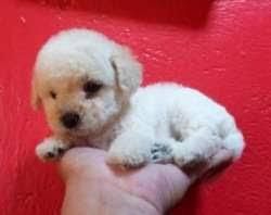 cachorros french poodle mini toy