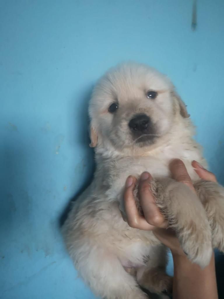 golden retriever