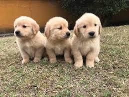 juguetones cachorros golden