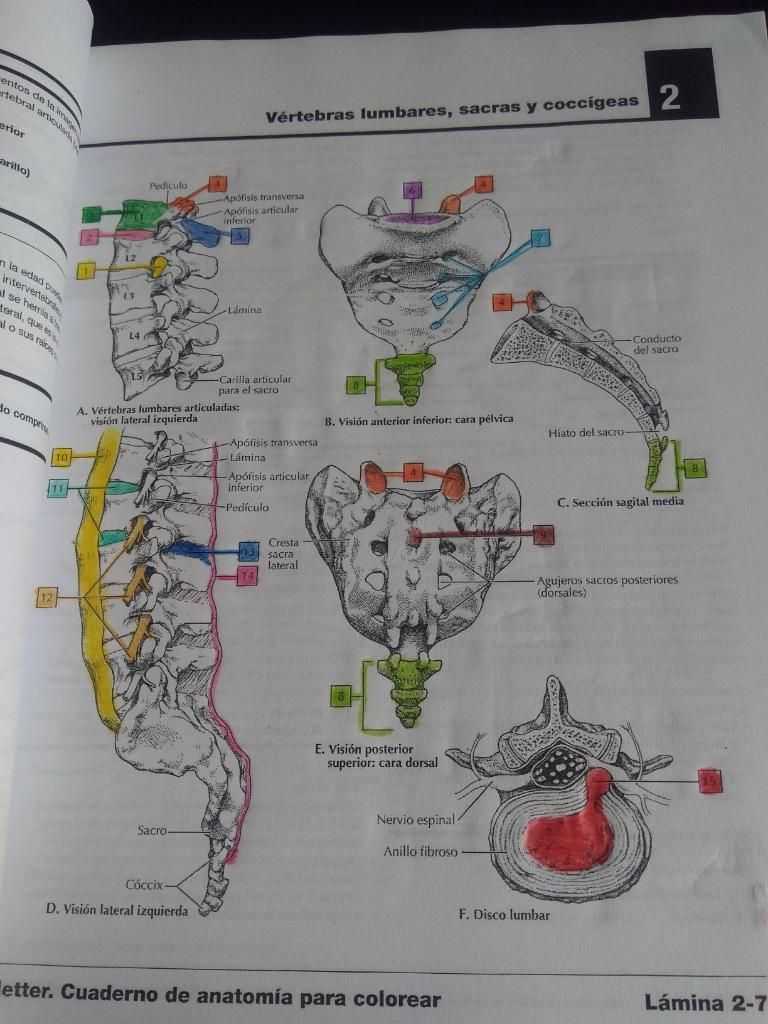 Netter Cuaderno de Anatomía para Colorea