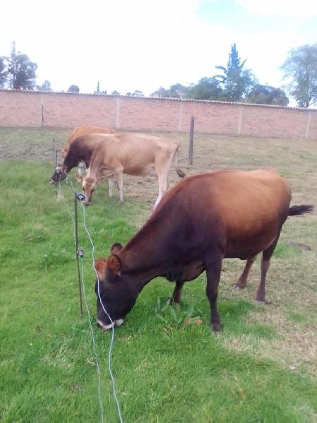 NOVILLA YERSEI SIETE MESES PREÑES