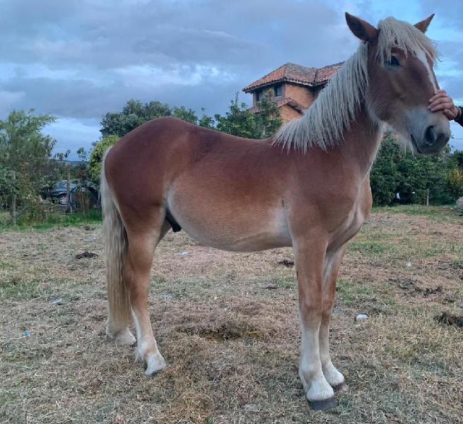 POTRO PERCHERÓN BELGA