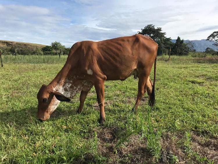 Vaca Girolanda de primer parto con 4 meses en producción