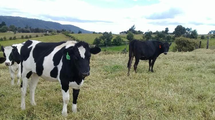 Vendo Excelentes Novillas