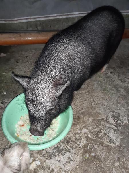 Vendo Lindo Mini Pig