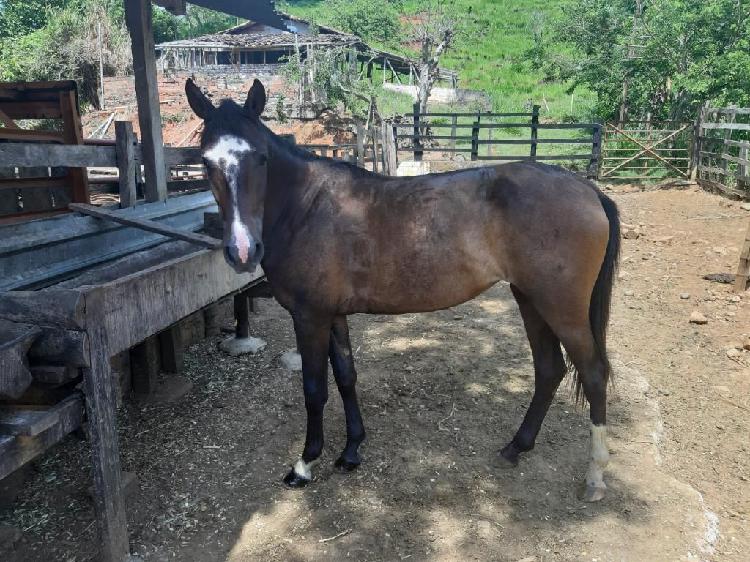 Vendo Potranca