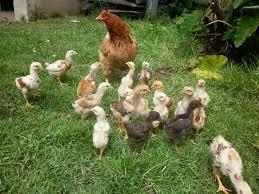 Venta de Pollitas Y Gallinas Criollas