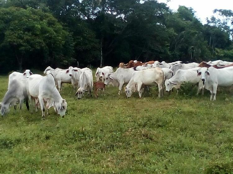 Venta de Vacas Brahaman Puras con Regist